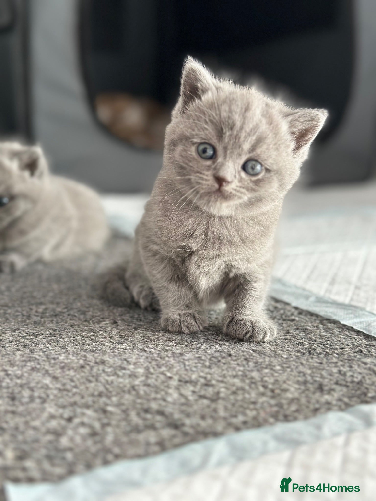 British Shorthair cats British shorthair blue /Adorable kittens  - Advert 1
