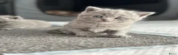 British Shorthair cats for sale: British shorthair blue /Adorable kittens  - Advert 1