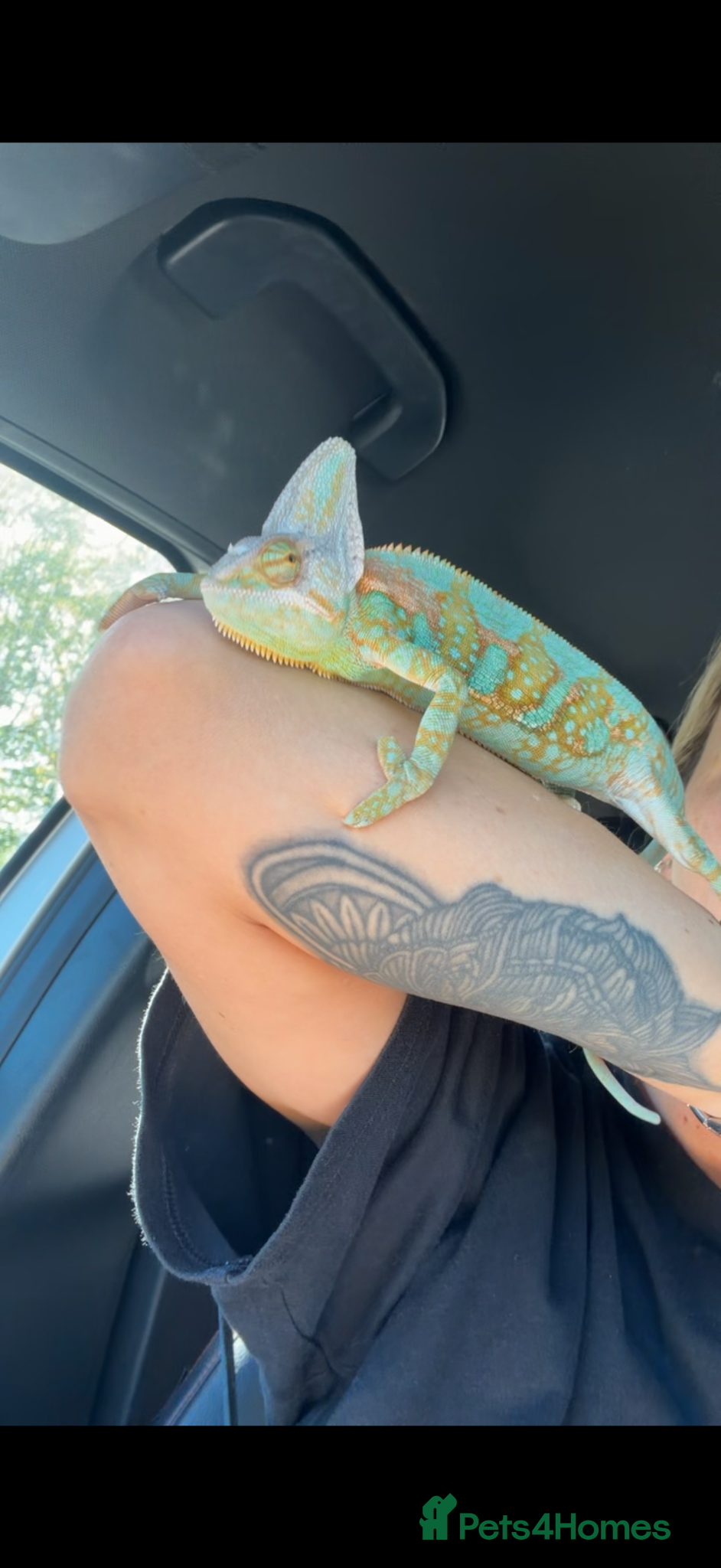 Chameleon reptiles veiled chameleon  - Advert 1