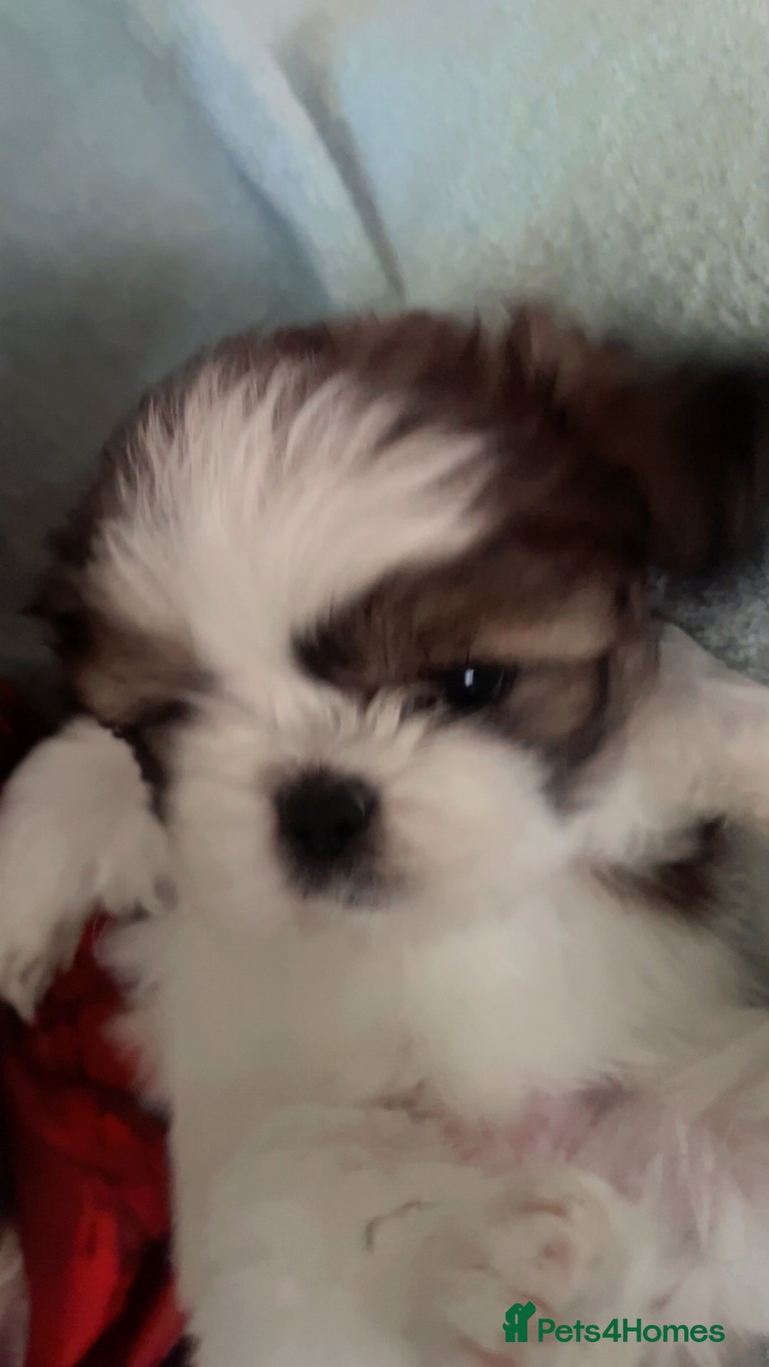 Shih Tzu dogs for sale: 5 beautiful puppies available  - Image 11