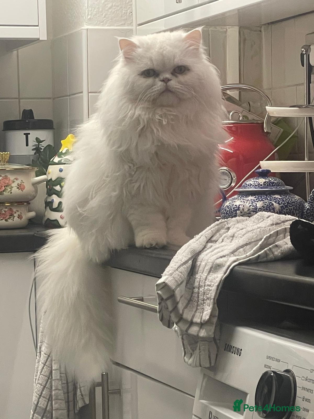 Mixed Breed cats Persian kitten for sale  - Advert 5