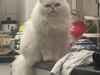 Mixed Breed cats Persian kitten for sale - Advert 5