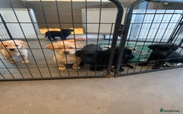 Labrador Retriever dogs for sale: Yellow and black Labrador puppies in Whitchurch - Image 24