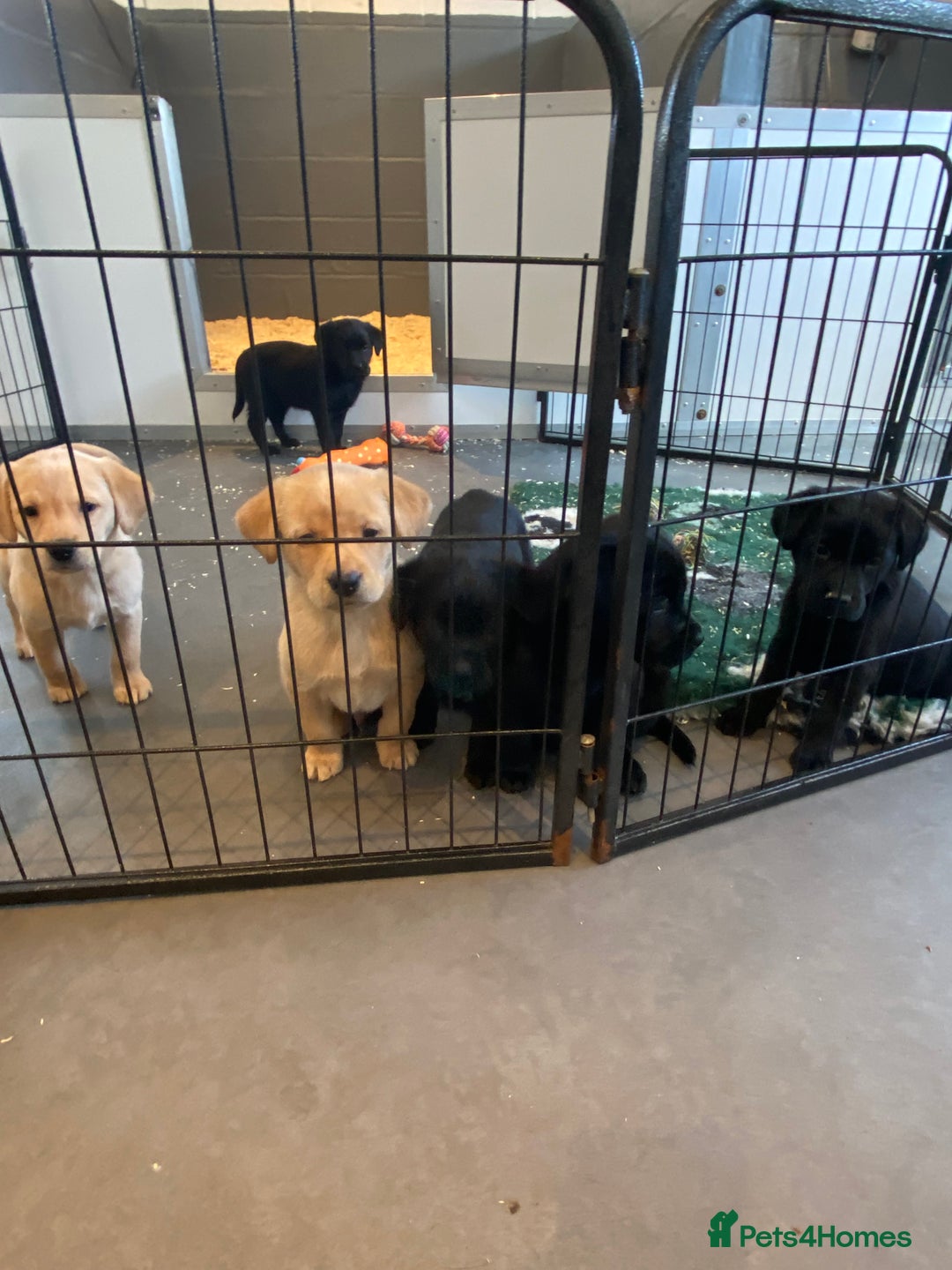Labrador Retriever dogs for sale: Yellow and black Labrador puppies in Whitchurch - Image 24