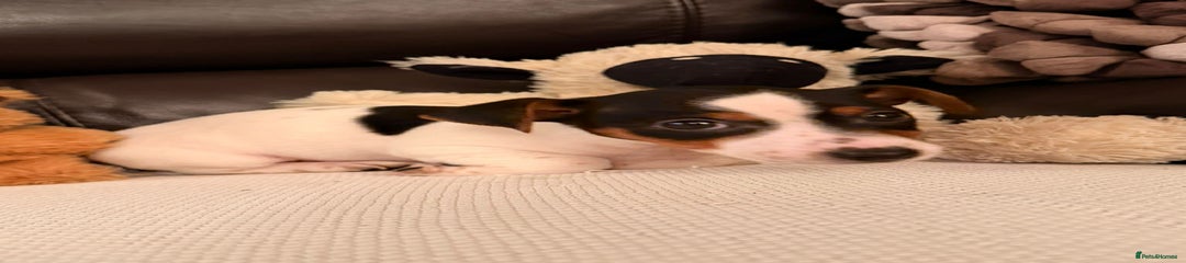 Jack Russell Puppy 6