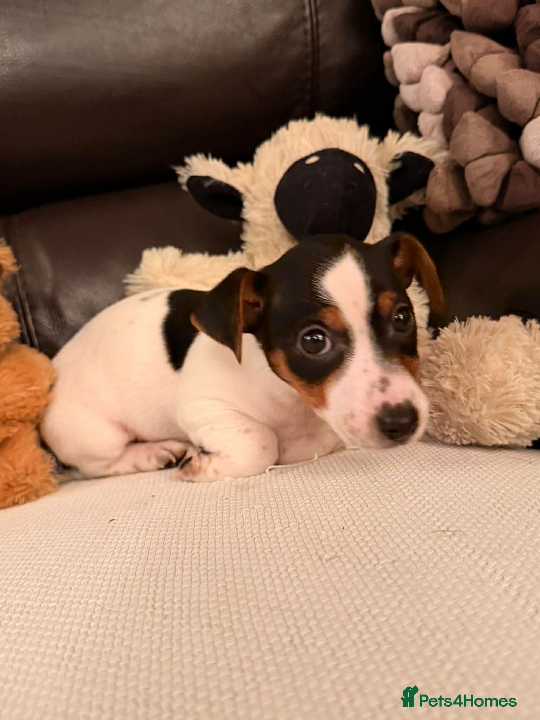 Jack Russell dogs for sale: Adorable Miniature  Jack Russell Pups For Sale - Advert 10