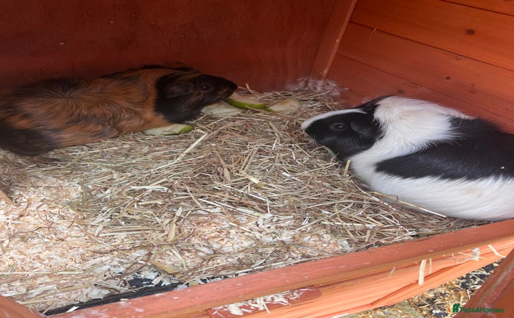 Guinea Pig rodents - Advert 3