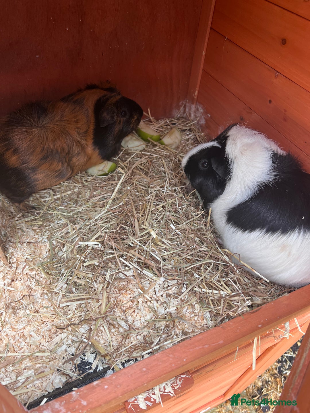 Guinea Pig rodents for sale: 2 female guinea pigs - Image 1