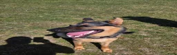 German Shepherd dogs for sale: 11 month old male German shepherd  in Great Yarmouth - Advert 5