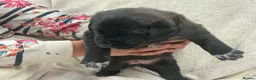 Mixed Breed dogs for sale: Boerchaka puppies - Advert 4