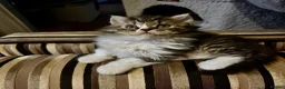 Selkirk Rex cats for sale: Beautiful Selkirk rex kitten  - Advert 18
