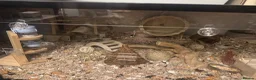 Hamster rodents for sale: Robo dwarf hamster and full enclosure.  - Advert 5