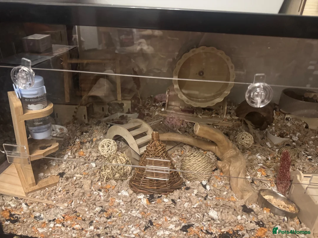 Hamster rodents for sale: Robo dwarf hamster and full enclosure.  - Advert 5