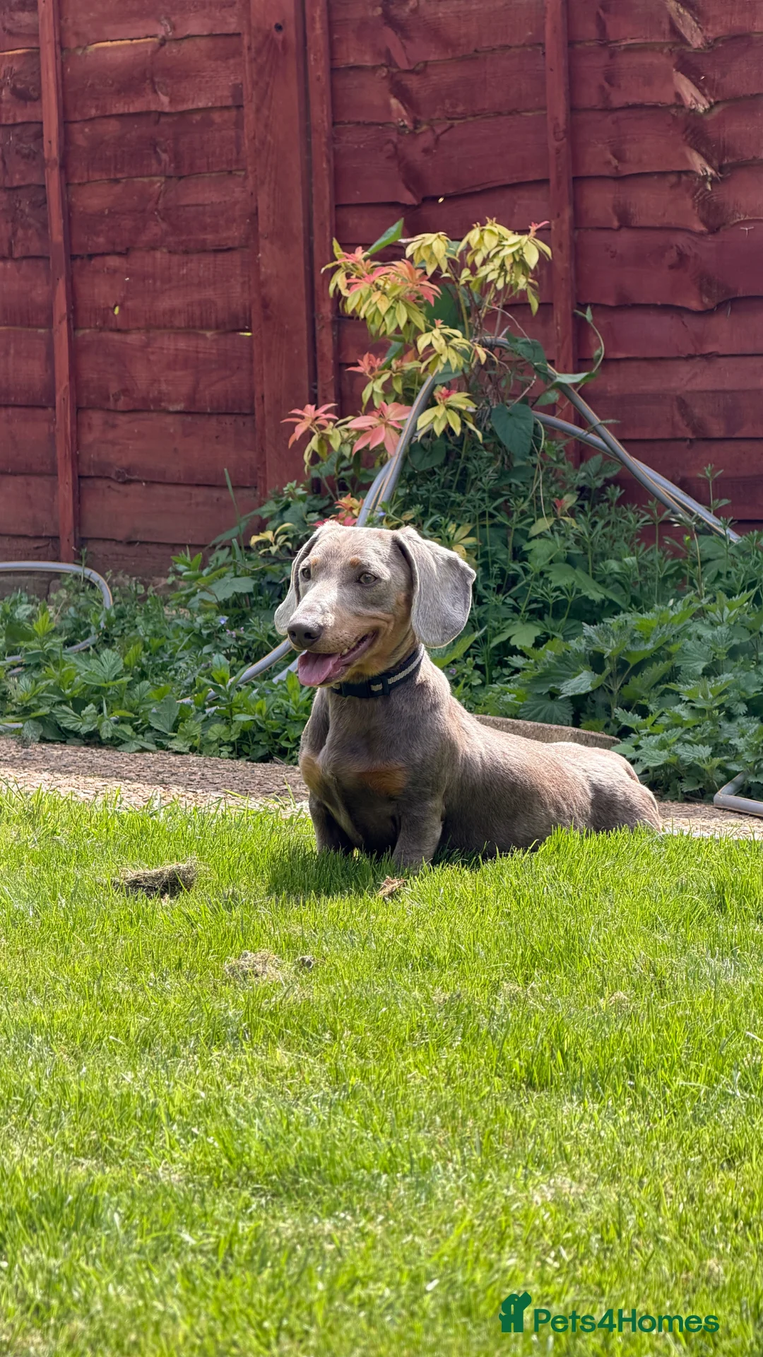 Miniature Dachshund dogs for adoption: Pablo is ready for adoption! KC REG  - Advert 1