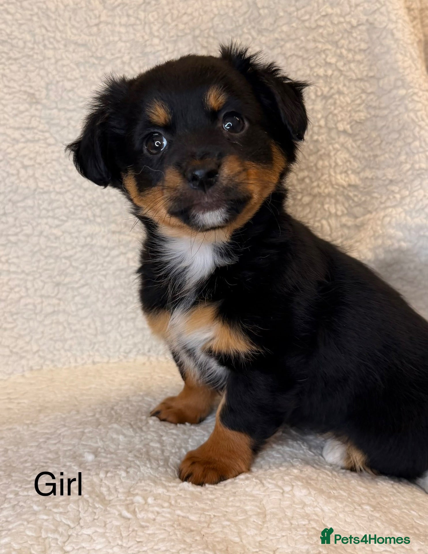 Mixed Breed dogs Jack Russell x terrier  - Advert 15