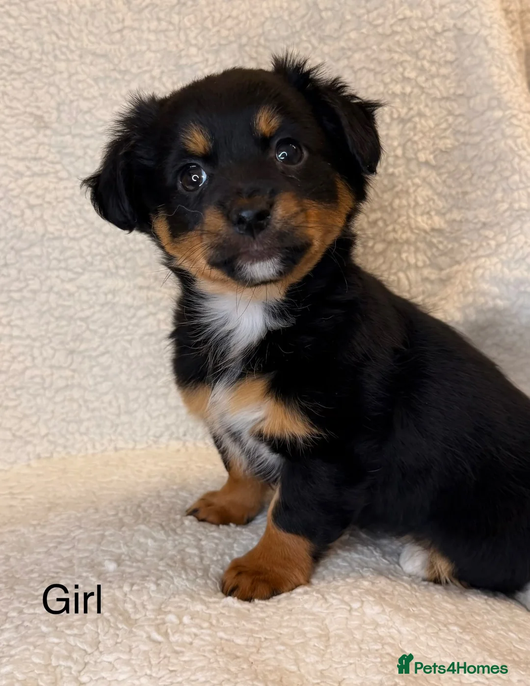 Mixed Breed dogs for sale: Jack Russell x terrier  - Advert 1