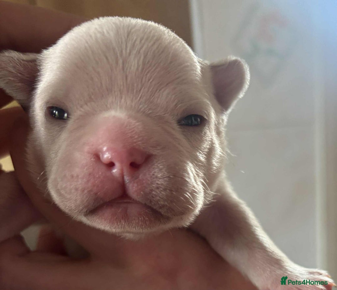 French Bulldog dogs for sale: Kc registered french bulldog puppies - Image 12