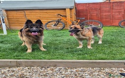 German Shepherd dogs for sale: German Shepherd  - Image 8
