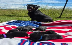 Rottweiler dogs for sale: Rottweiler chapmpion bloodline - Image 10