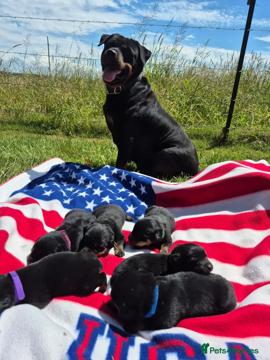 Rottweiler dogs for sale: Rottweiler chapmpion bloodline - Image 10