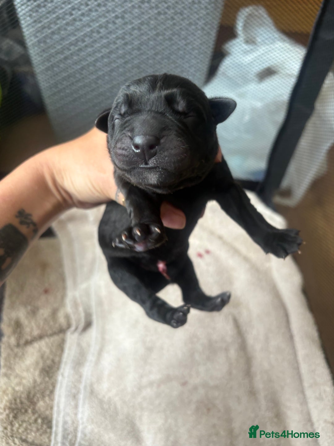Mixed Breed dogs for sale: 3 beautiful boys for sale  - Image 12