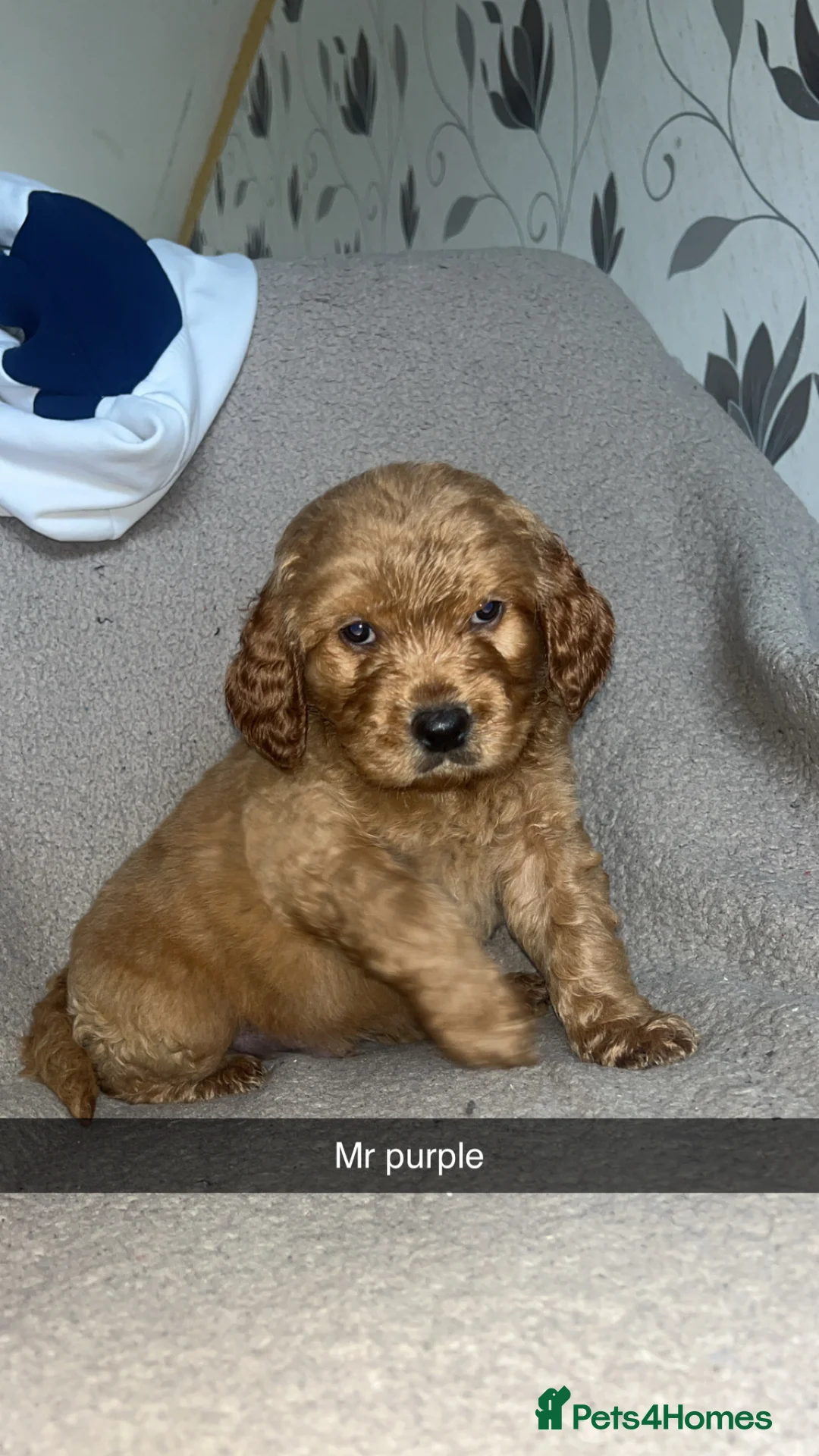 Goldendoodle dogs for sale: F1 golden doodle 5 left viewings now available. - Advert 8