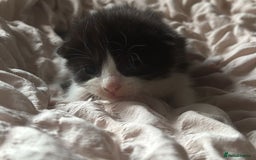 Mixed Breed cats for sale: Cute kittens  - Image 1
