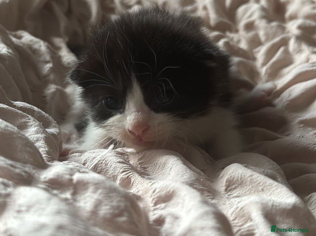 Mixed Breed cats for sale: Cute kittens  - Image 1