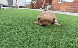 Cockapoo dogs for sale: Cockerpoo puppies - Image 9