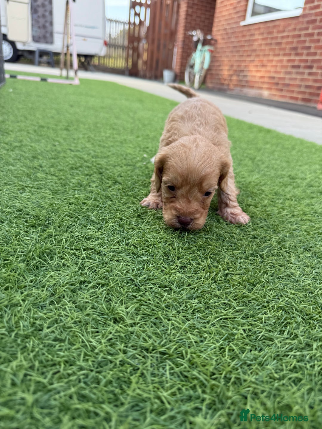 Cockapoo dogs for sale: Cockerpoo puppies - Image 9