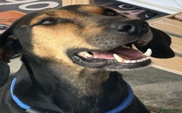 Mixed Breed dogs for adoption: Cinnamon needs a loving home  - Image 14