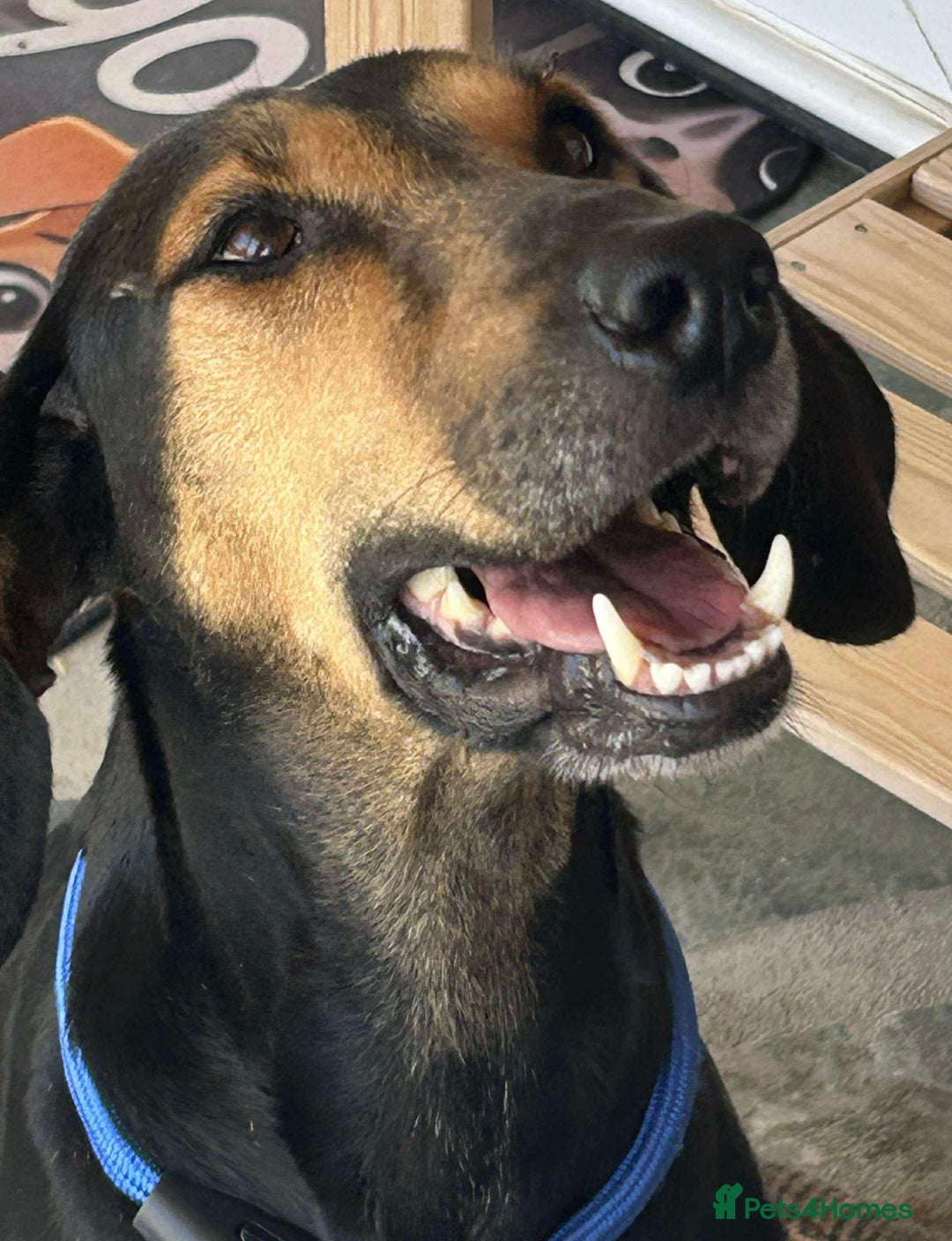 Mixed Breed dogs for adoption: Cinnamon needs a loving home  - Image 14