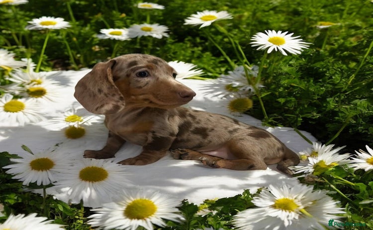 Miniature Dachshund dogs - Advert 9