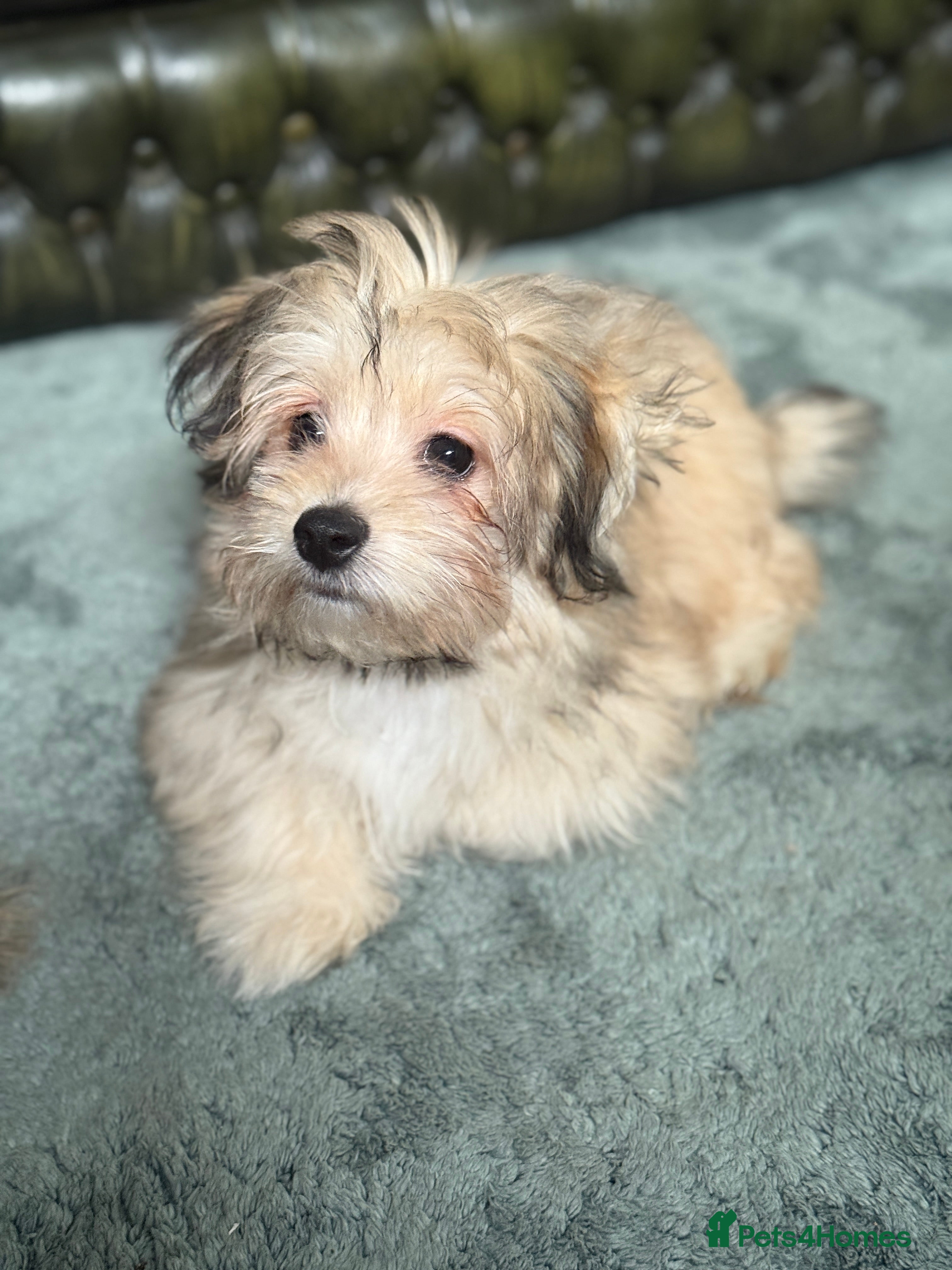 Mixed Breed dogs Ready to go! Unique mix - Maltese x JackChi Pups - Advert 3