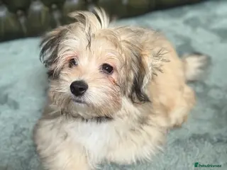 Mixed Breed dogs Ready to go! Unique mix - Maltese x JackChi Pups - Advert 3