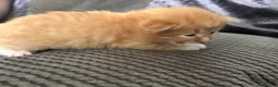 Mixed Breed cats for sale: Maine coon x ragdoll x kittens - Advert 8