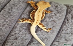 Gecko reptiles for sale: lily white crested geckos for sale - Image 12