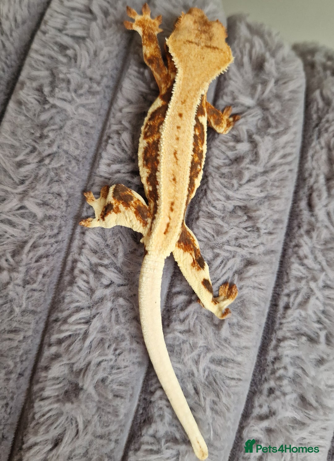 Gecko reptiles for sale: lily white crested geckos for sale - Image 12