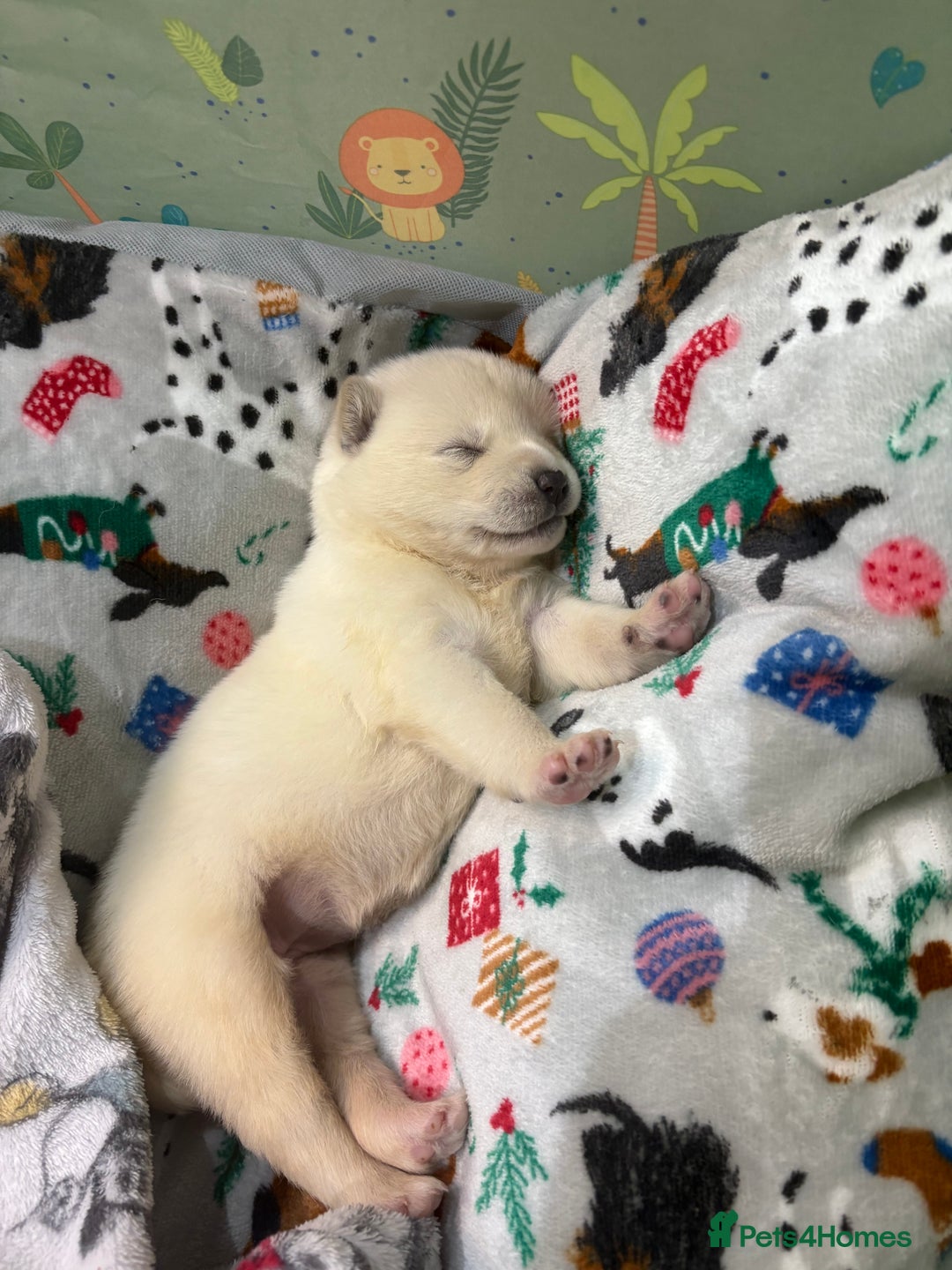 Huskita dogs for sale: american akuta X husky - Advert 22