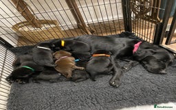 Labrador Retriever dogs for sale: KC Registered Labradors - Image 10