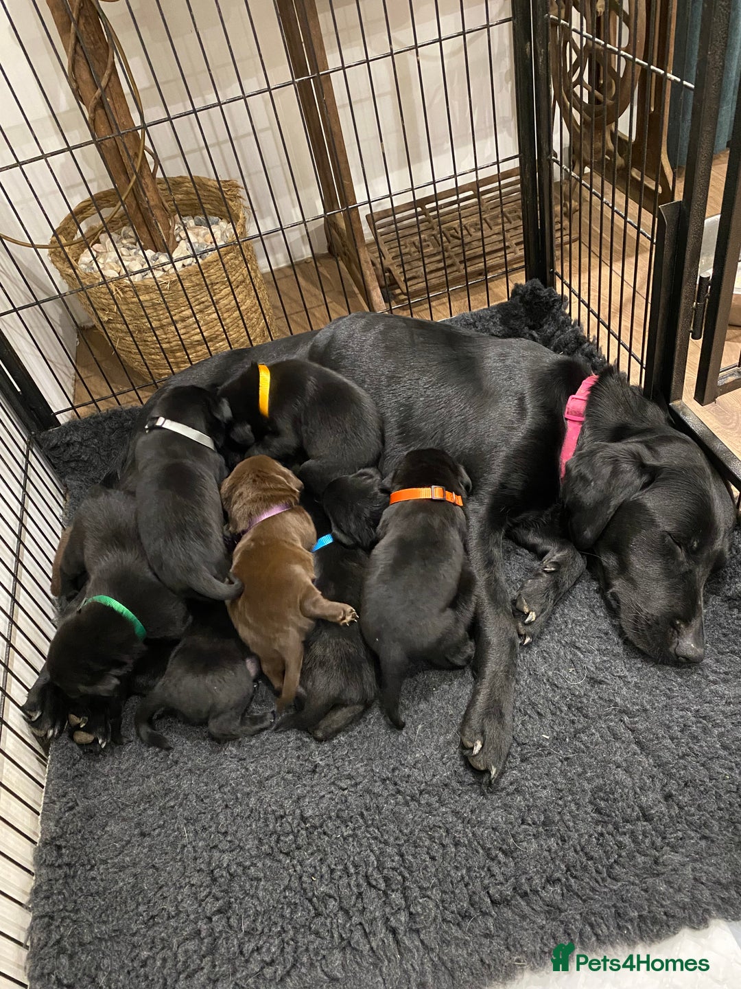 Labrador Retriever dogs for sale: KC Registered Labradors - Image 10