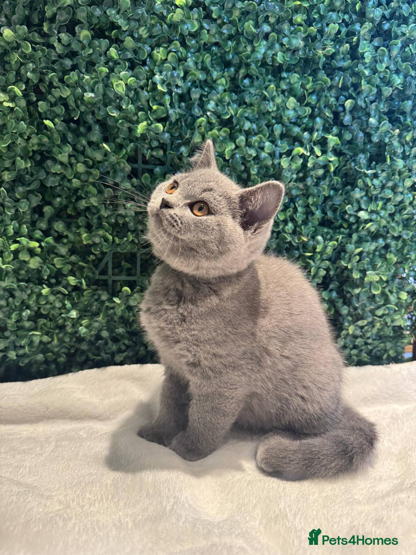British Shorthair cats 💐British Shorthair Kittens (Blue)💐 - Advert 6