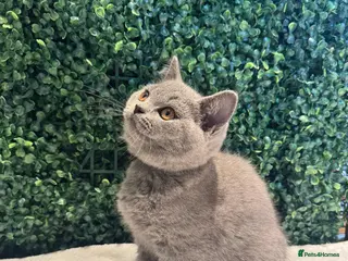 British Shorthair cats 💐British Shorthair Kittens (Blue)💐 - Advert 6