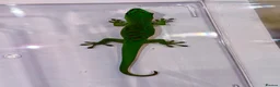 Gecko reptiles for sale: Giant day gecko Phelsuma Grandis - Advert 4