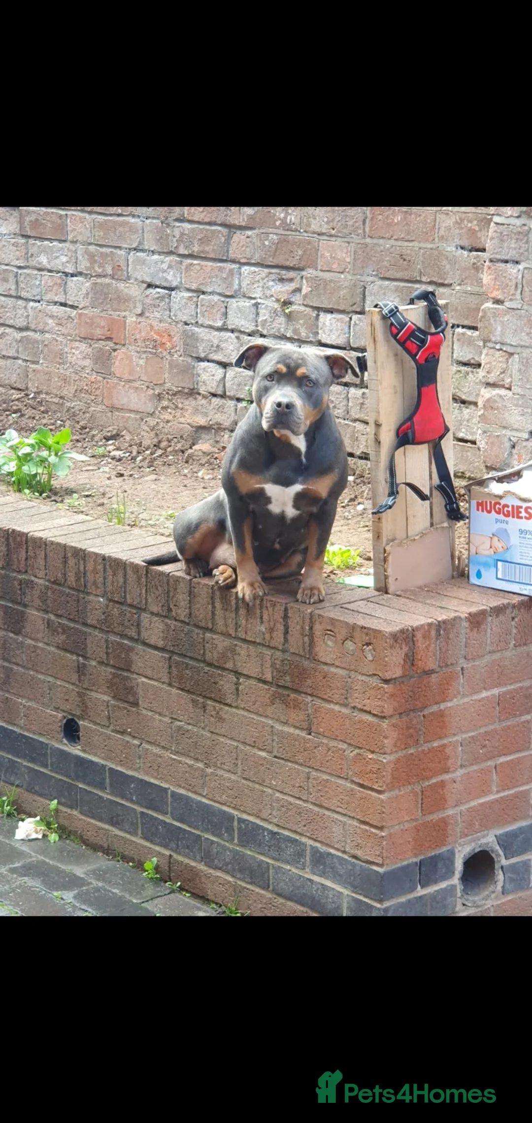 American Bull Staffy dogs for sale: Pockit bully in Wolverhampton - Advert 1