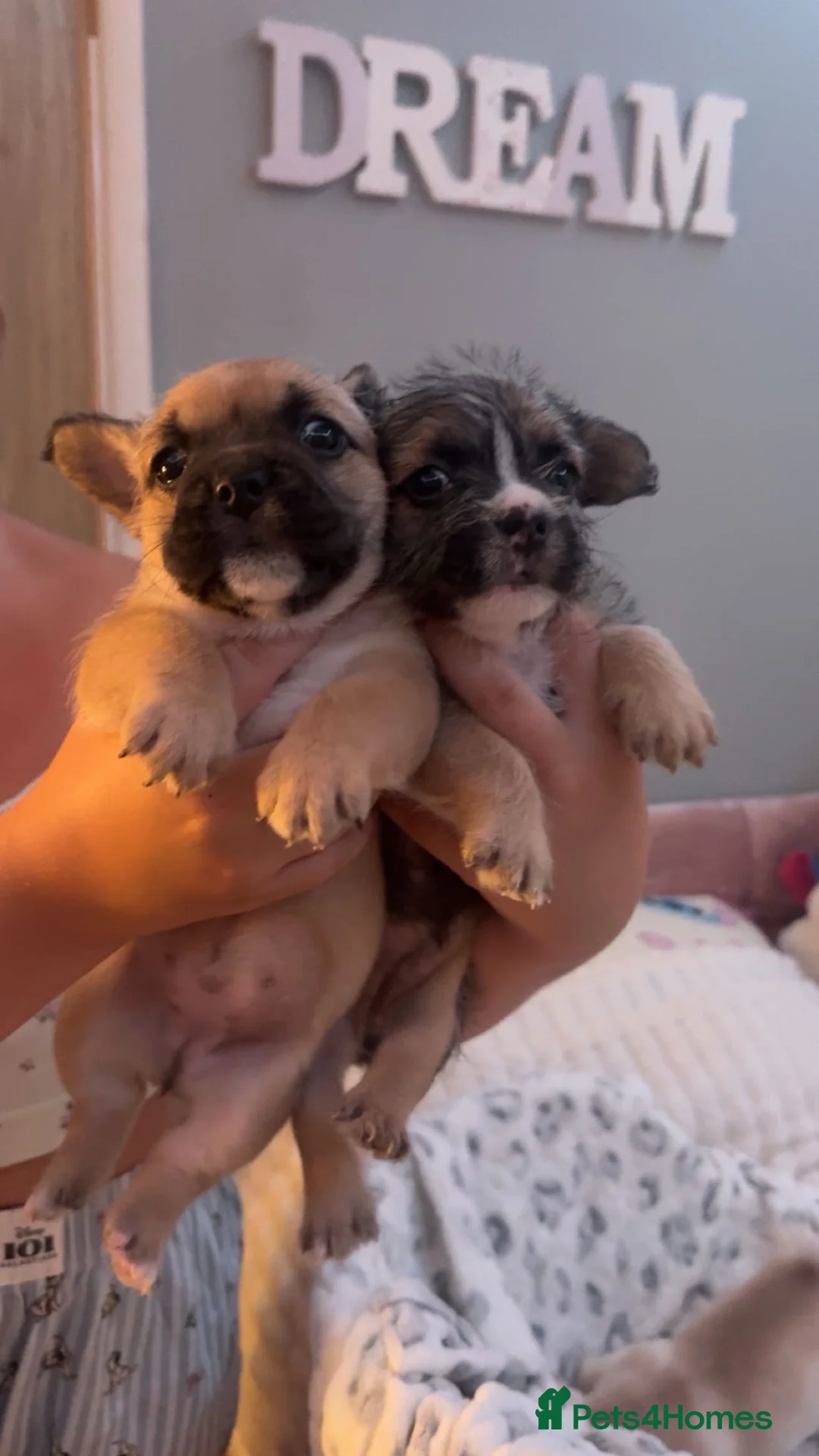Mixed Breed dogs for sale: French bulldog cross terrier Puppies in Taunton - Advert 2