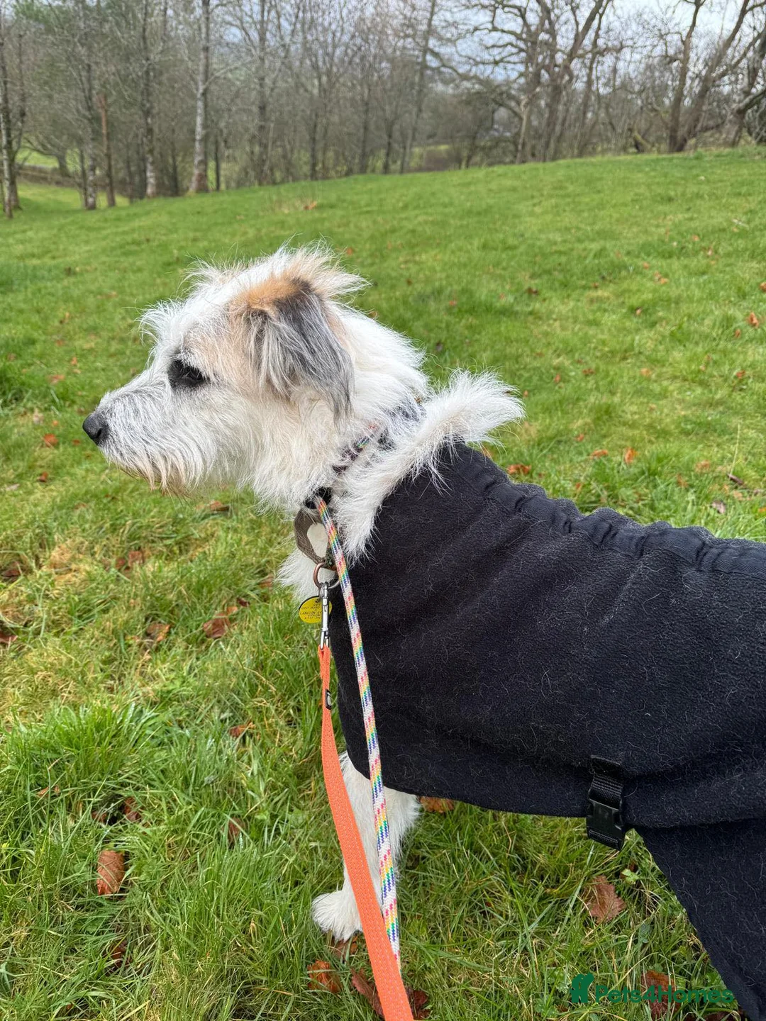 Lurcher dogs for adoption: KALLIE - 1 year, playful/loves dogs/energetic - Advert 4