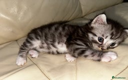 Mixed Breed cats for sale: 4 Male Kittens Available - Image 13