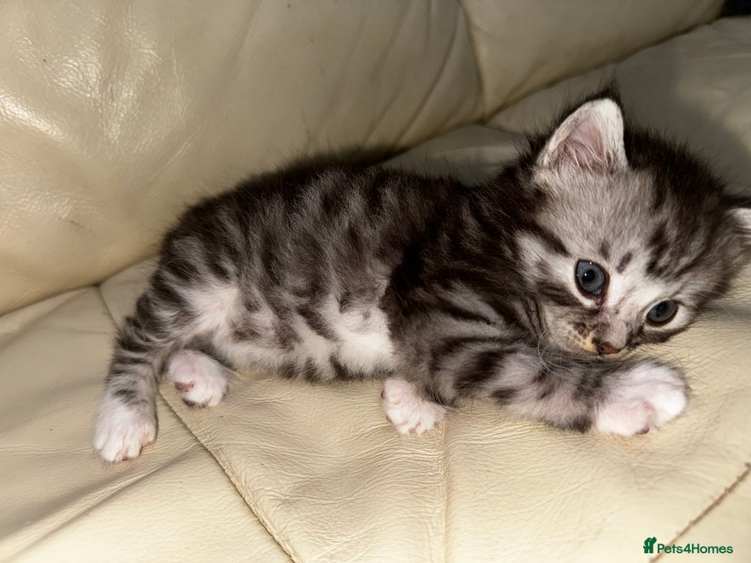 Mixed Breed cats for sale: 4 Male Kittens Available - Image 13