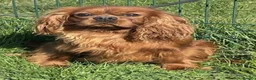 Cavalier King Charles Spaniel dogs for sale: KC registered King Charles cavalier spaniel  - Advert 3